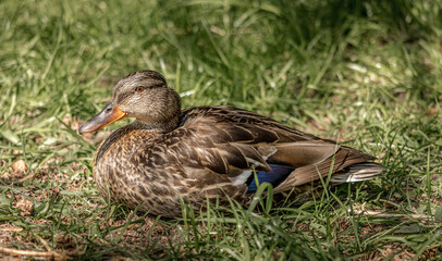 Mallard (female) enjoying the warm sunshine