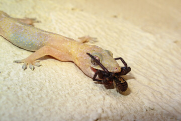 mutual death to the lizard and the spider