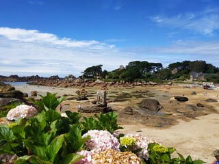 Ploumanach, côte de granit rose, église et hortensias, bretagne, France