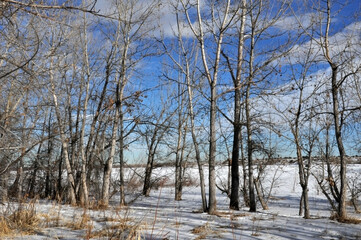 Winter bare trees with snow covering lake and ground with blue sky with clouds