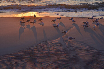 Gulls on Chesapeake Shore at Sunset

