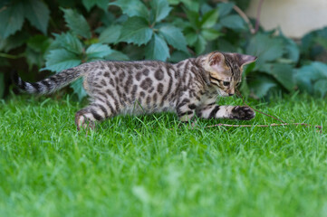 Bengal Kitten spielt im Garten