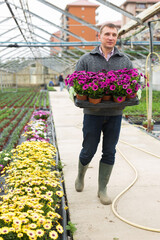 Fototapeta na wymiar Man gardener holding flowers dimorphotheca in greenhouse. High quality photo