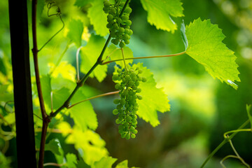 Young grapes on the bush. Grapes growing concept, small grapes ripening.