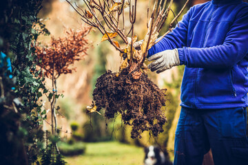 Transplanting flowers and plants. The concept of working in the garden, caring for the garden. Transplanting flowers and caring for plants to grow. Beautiful garden. Digging out ground and soil. - obrazy, fototapety, plakaty