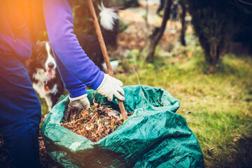 Raking leaves and tossing them into a bin. The concept of tidying up the garden, getting ready for the gardening season.