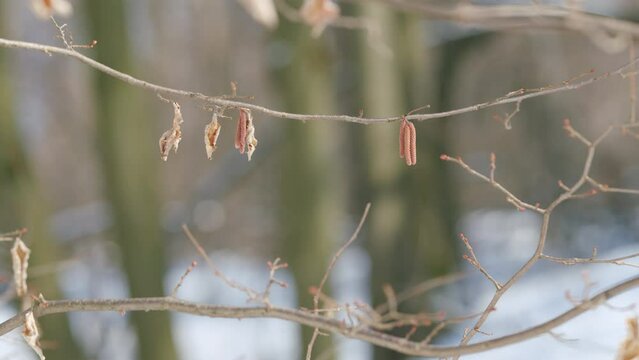 Dried european alder with catkins tree branch. Alnus glutinosa. Early spring.