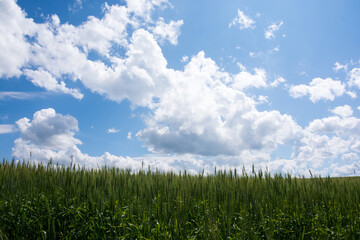 緑の麦畑と青空
