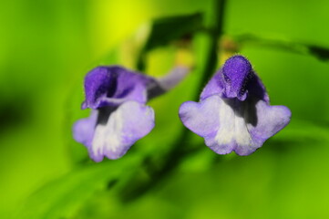 紫色のかわいいナミキソウの花