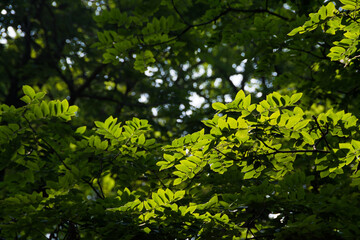 緑の葉の上に降り注ぐ太陽光