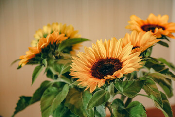 Bundle of sunflower blooms on kitchen table