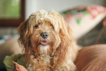 Young Cavoodle toy poodle dog lying on bed