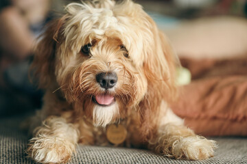 Young Cavoodle toy poodle dog lying on bed