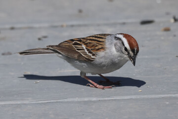 Chipping sparrow 