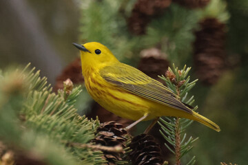 male yellow warbler in tree in bright summer sun