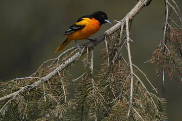 Baltimore orioles mating display ritual or perched by orange halaves on feeder
