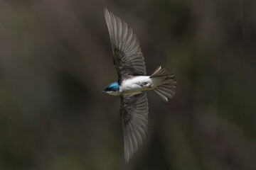 Tree Swallows mating on wire and flying fast out of the nesting box on bright summer day