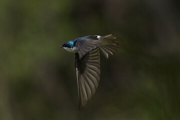 Tree Swallows mating on wire and flying fast out of the nesting box on bright summer day
