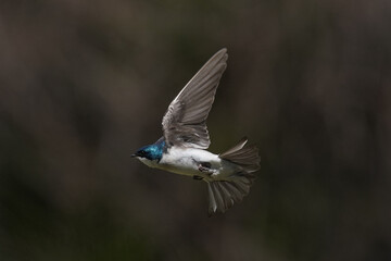 Tree Swallows mating on wire and flying fast out of the nesting box on bright summer day
