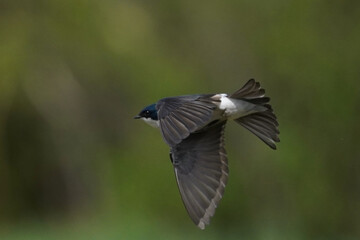 Tree Swallows mating on wire and flying fast out of the nesting box on bright summer day