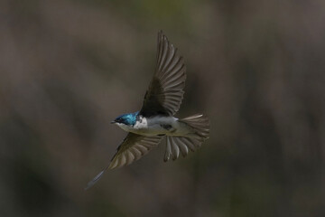 Tree Swallows mating on wire and flying fast out of the nesting box on bright summer day