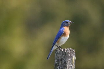 Blue Birds working hard to feed chicks in nesting box on hot summer day in riverside park setting with weathered wood box