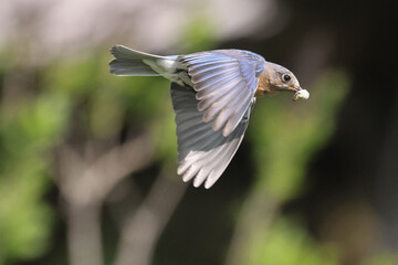Blue Birds working hard to feed chicks in nesting box on hot summer day in riverside park setting with weathered wood box
