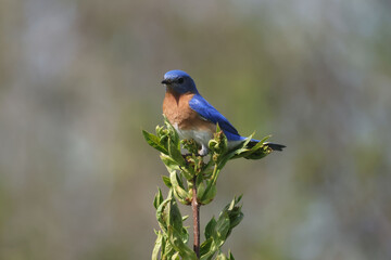 Naklejka premium Blue Birds working hard to feed chicks in nesting box on hot summer day in riverside park setting with weathered wood box