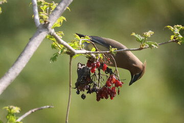 Cedar waxwings eating red berries in park om bright summer day