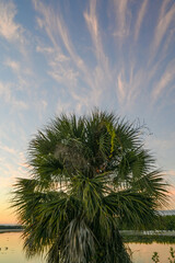 Cabbage palm tree with sunset in background