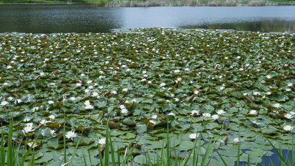 日本の池に咲く睡蓮の花
