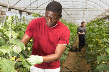 Hired worker picks crop of cucumbers in greenhouse