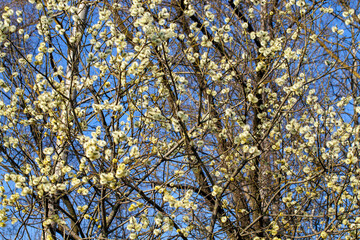 willow during blooming in the spring of the year