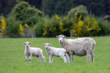 Female Sheep with lambs, South Island New Zealand
