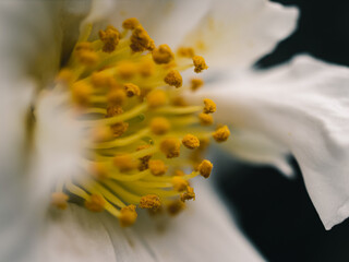 Fototapeta na wymiar Close up of flower stamen