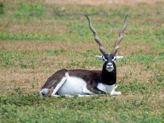 Blackbuck (Antilope cervicapra) Indian antelope laying on the grass with its large curled horns pointing skywards. © Robert
