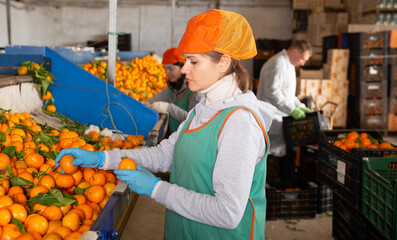 Fototapeta Group of warehouse workers sorting ripe mandarins in fruit warehouse obraz