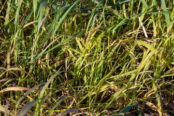 straw and stubble remaining after the harvest of cereals