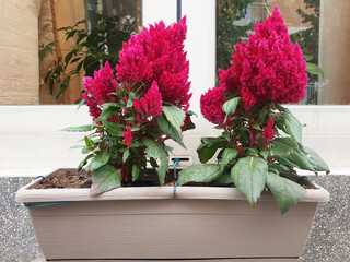 Celosia argentea with pink flowers blooms in a pot on a windowsill.