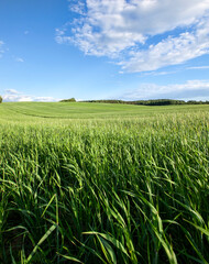 agricultural field where cereal wheat is grown