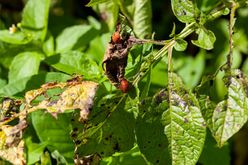 Fototapeta premium colorado beetles destroying the potato crop in the agricultural field