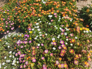 Top view of the multi-colored flowers of delosperma cooperi.
