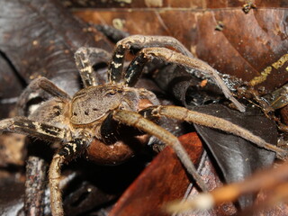 Araneomorph spider Ancylometes bogotensis from the Osa Peninsula of Costa Rica