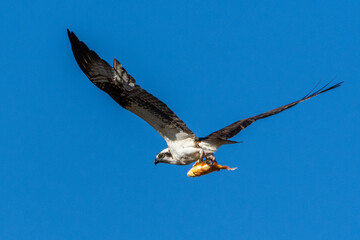 An osprey, Pandion haliaetus, carries a fish in its talons as it flies above a wetland in Culver, Indiana