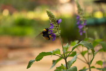 American Bumble Bee on Purple Salvia Plant 