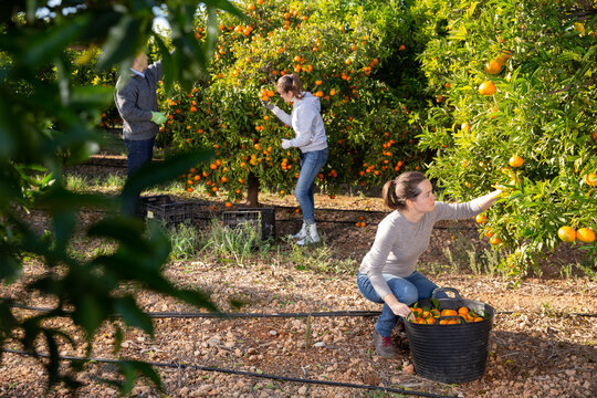 Group farmers picking carefully ripe mandarins on plantation. High quality photo