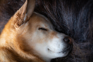 Close-up of a sleeping yellow Labrador Retriever dog lying on a long-haired rug of muskox, Arviat, Nunavut Canada