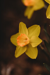 Fototapeta premium yellow flower on black background