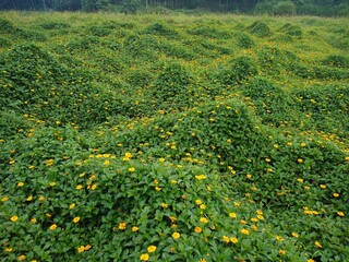 Singapore daisy (Sphagneticola trilobata) or creeping-oxeye plants, yellow flowers, green background