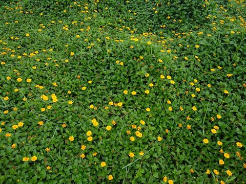 Singapore daisy (Sphagneticola trilobata) or creeping-oxeye plants, yellow flowers, green background